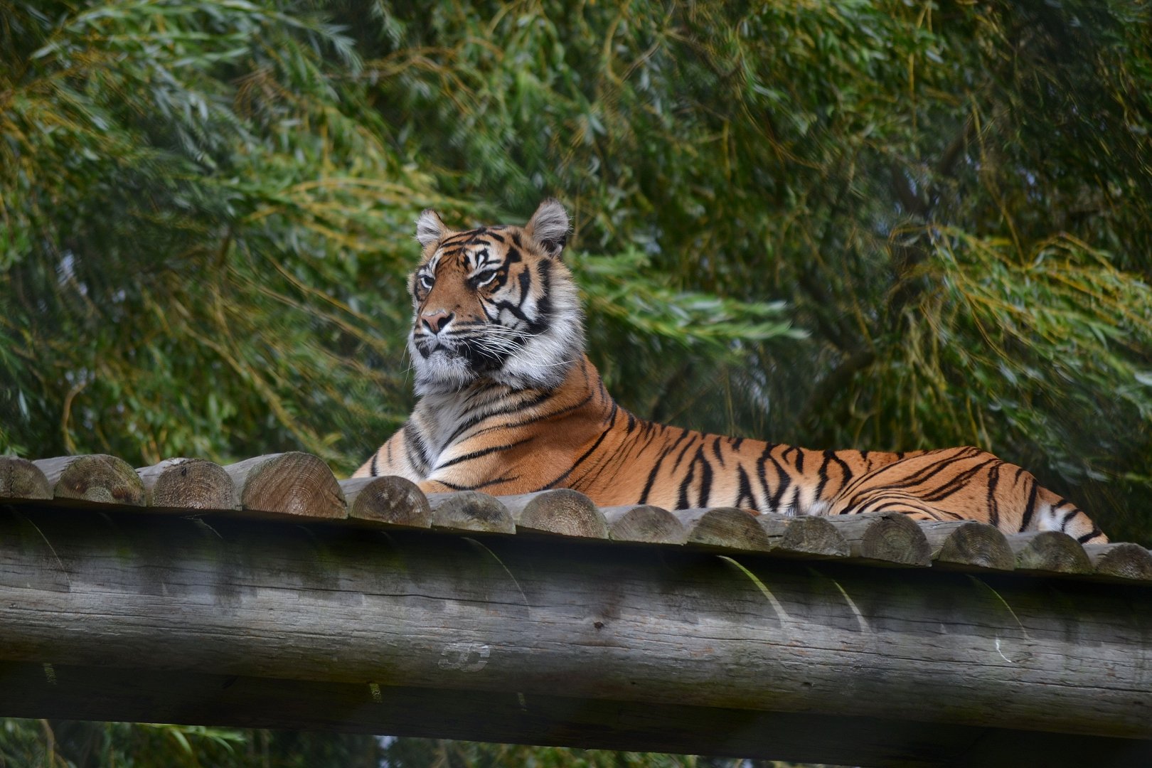 Sumatran Tiger - September 2016