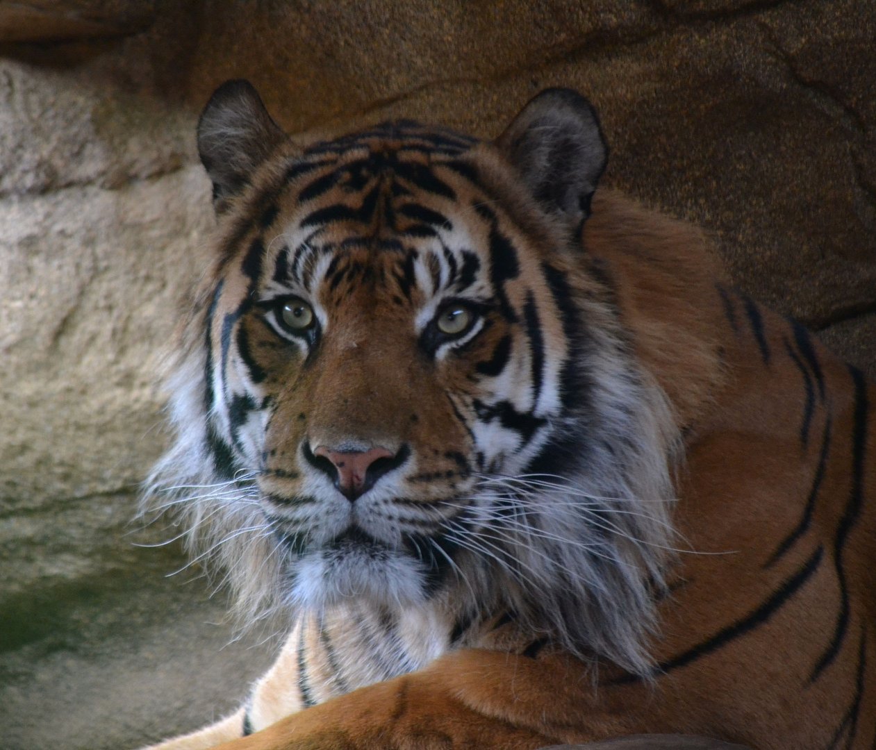 Sumatran Tiger - September 2016