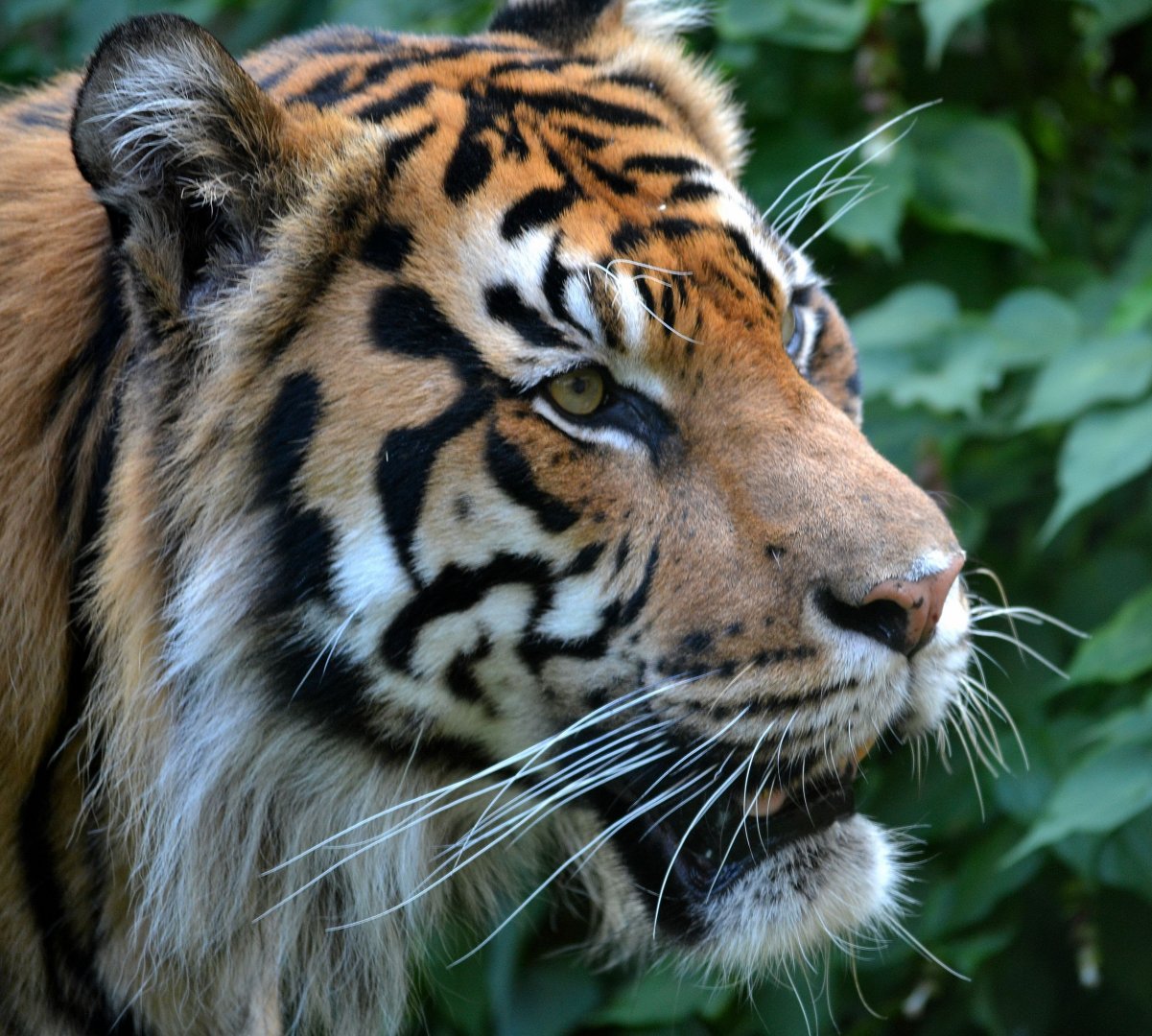 Sumatran Tiger - September 2016