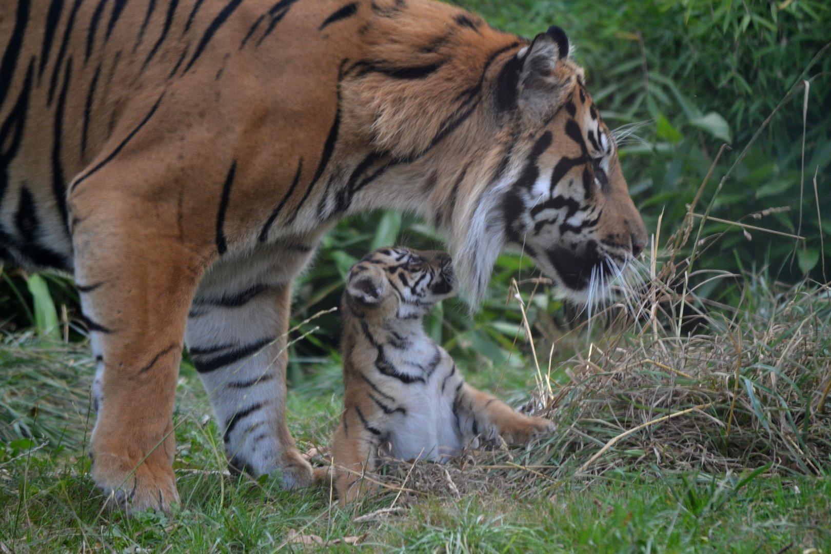 Sumatran Tiger - September 2016