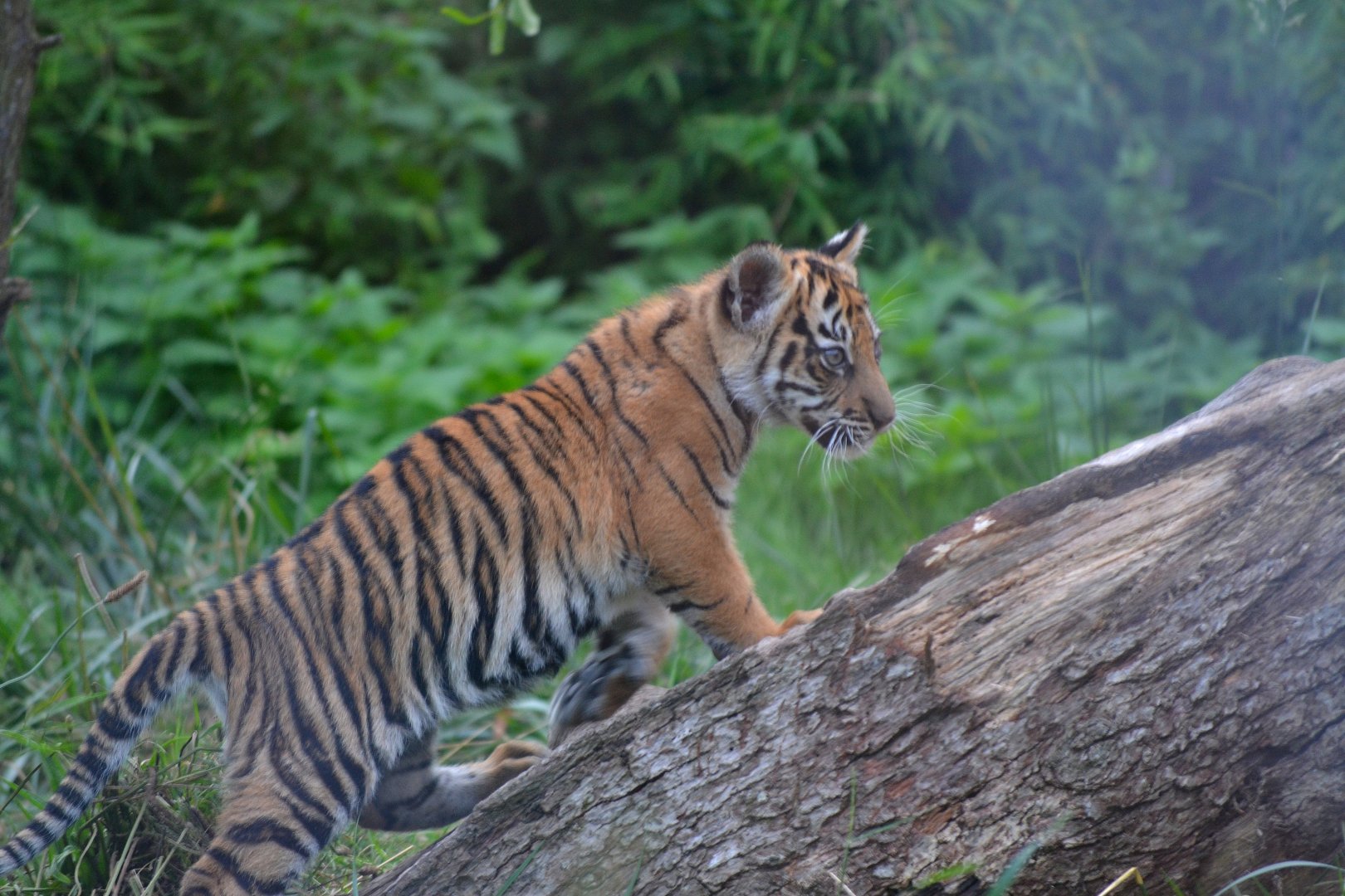 Sumatran Tiger - September 2016