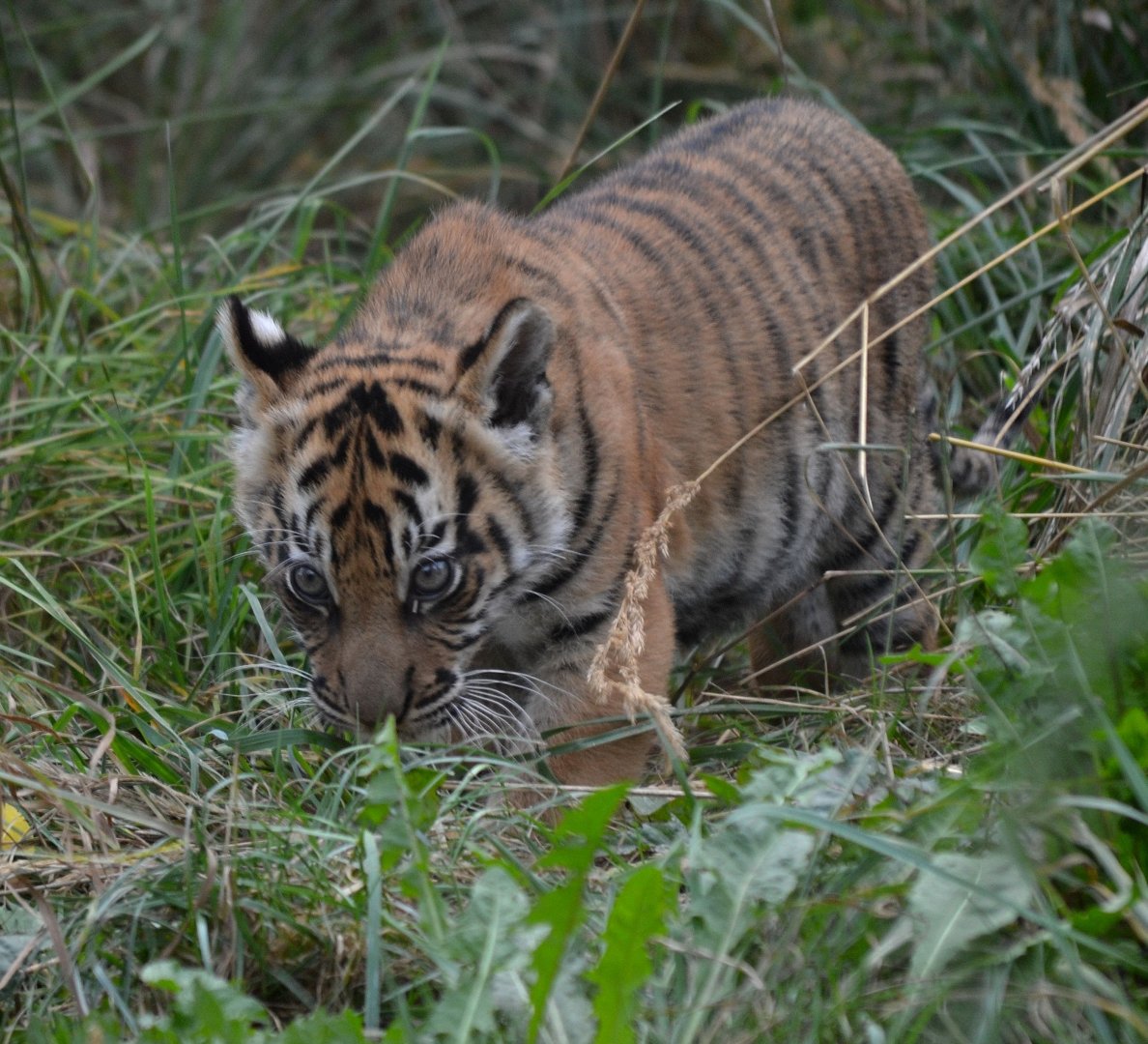 Sumatran Tiger - September 2016