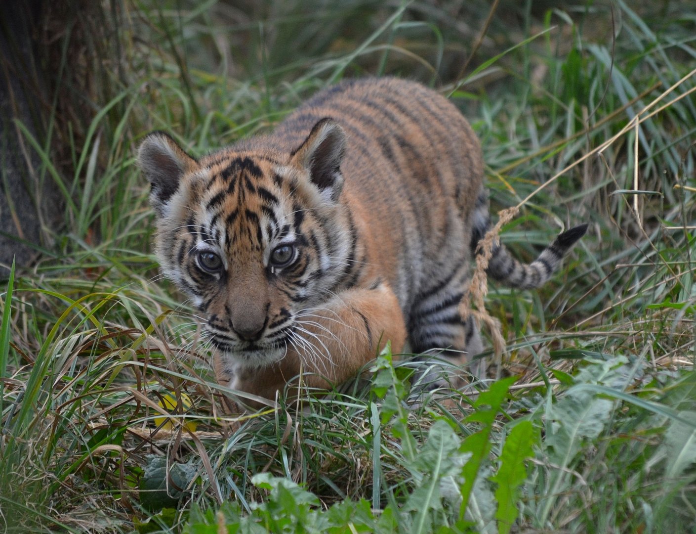 Sumatran Tiger - September 2016