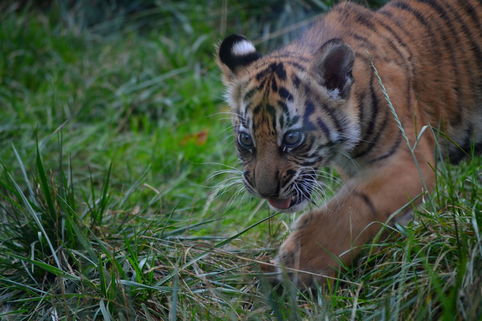 Sumatran Tiger - September 2016