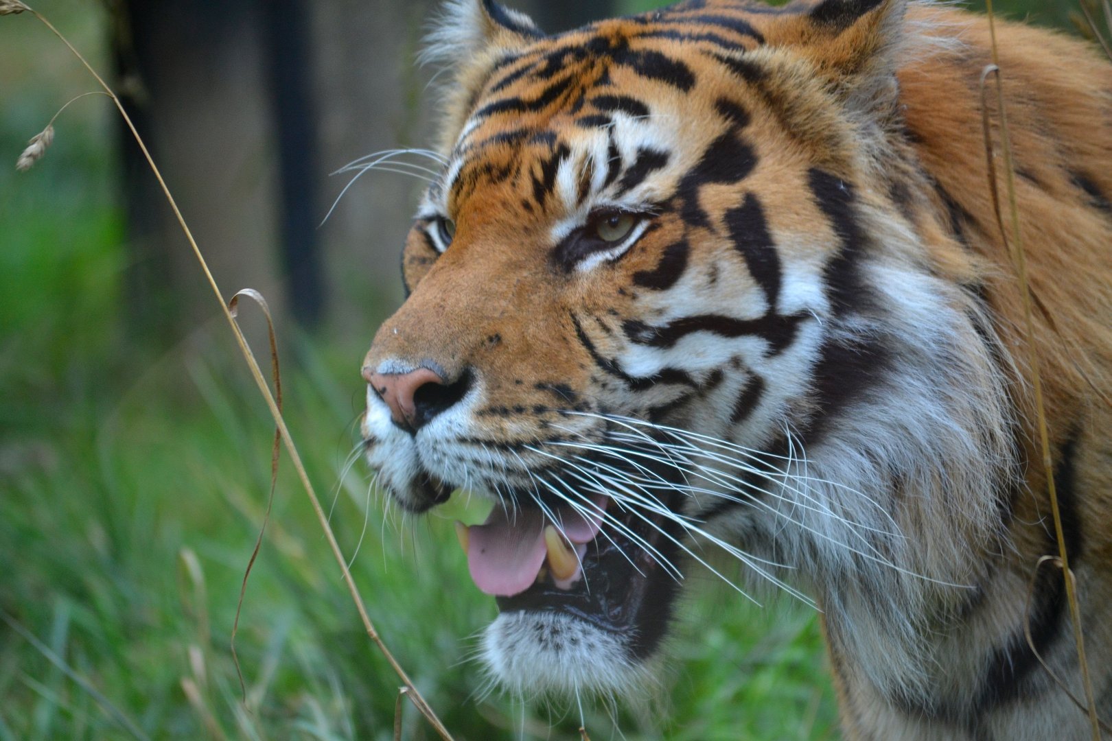 Sumatran Tiger - September 2016