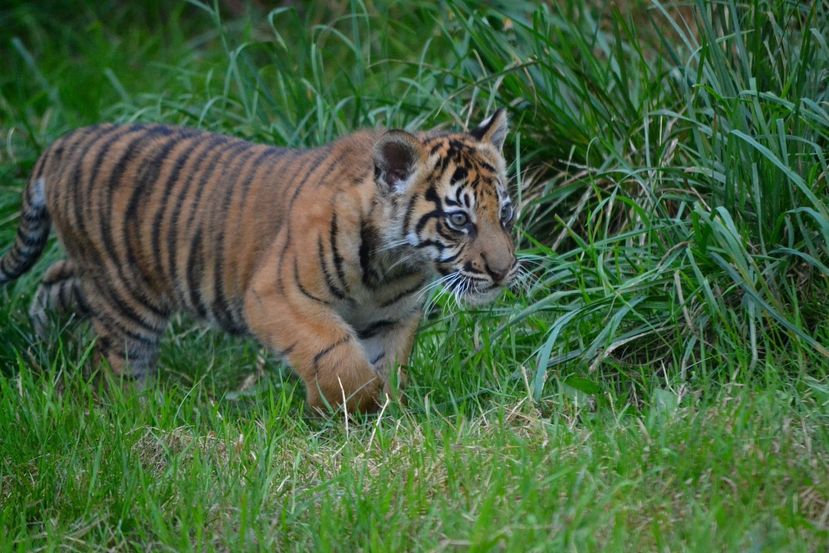 Sumatran Tiger - September 2016