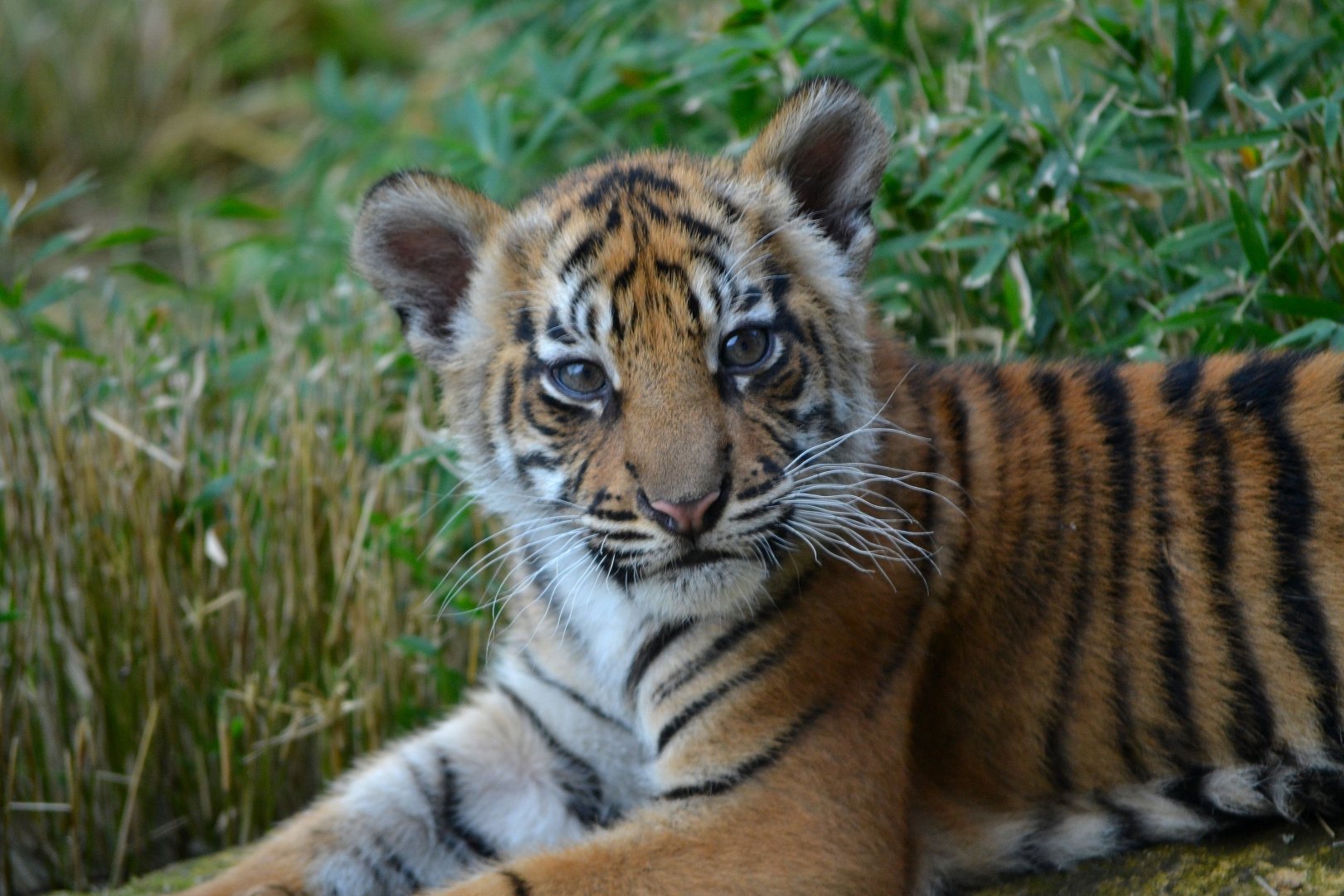 Sumatran Tiger - September 2016