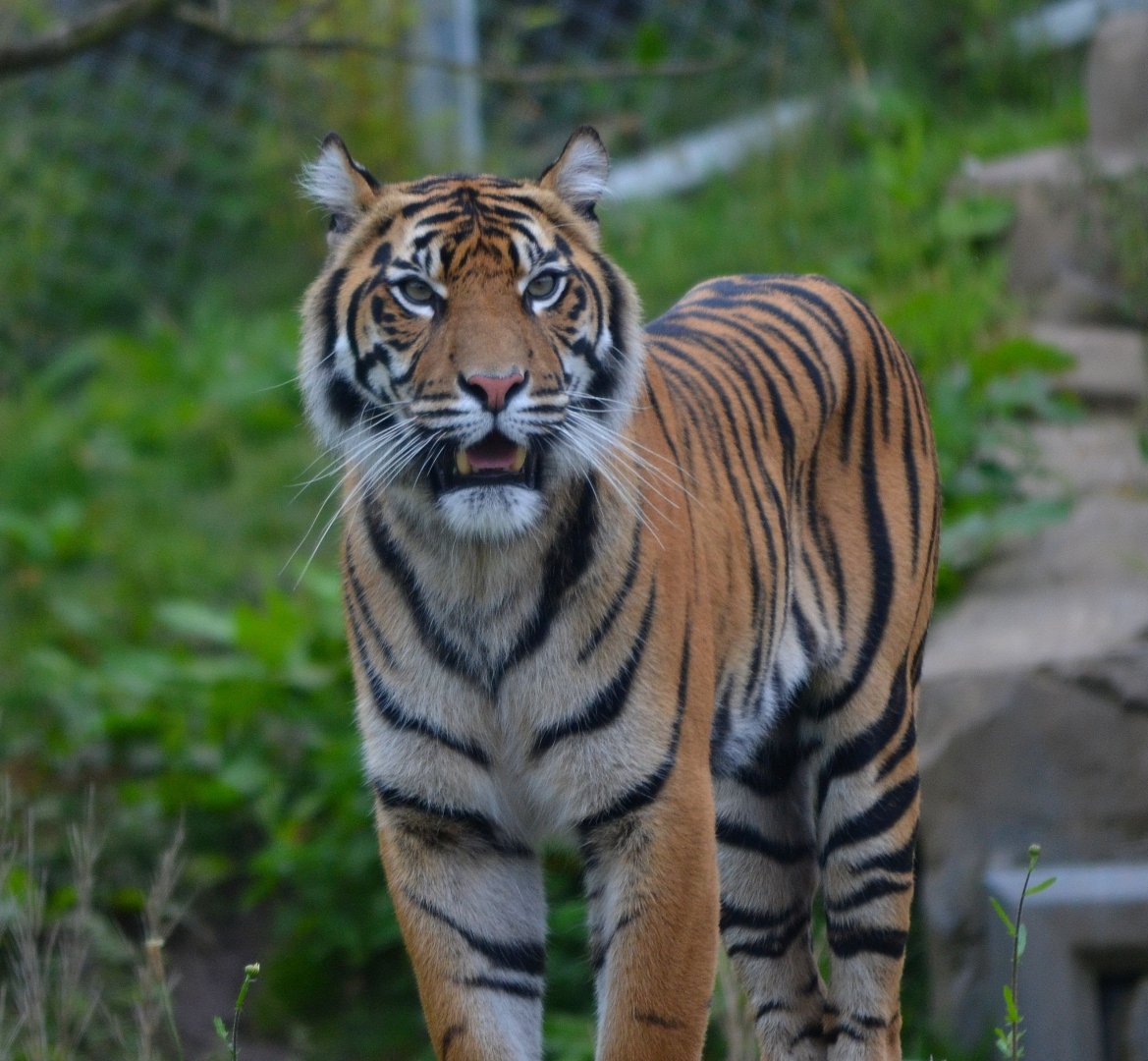 Sumatran Tiger - September 2017