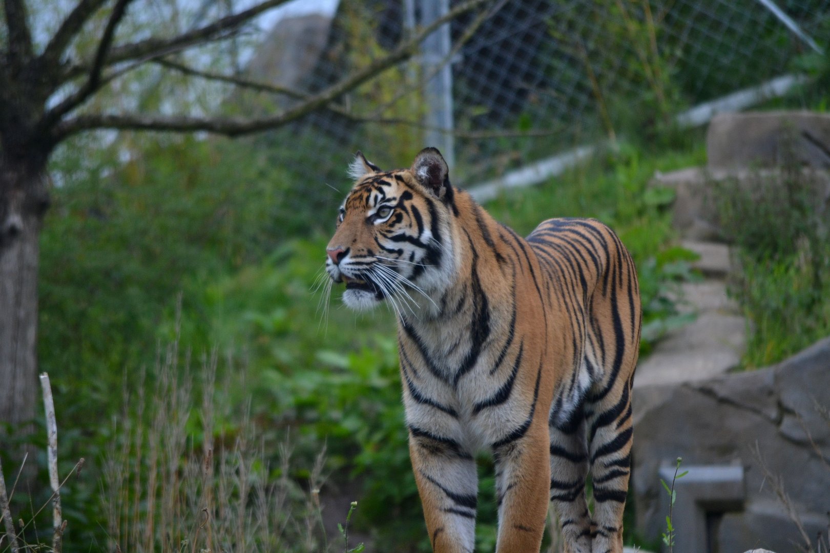 Sumatran Tiger - September 2017