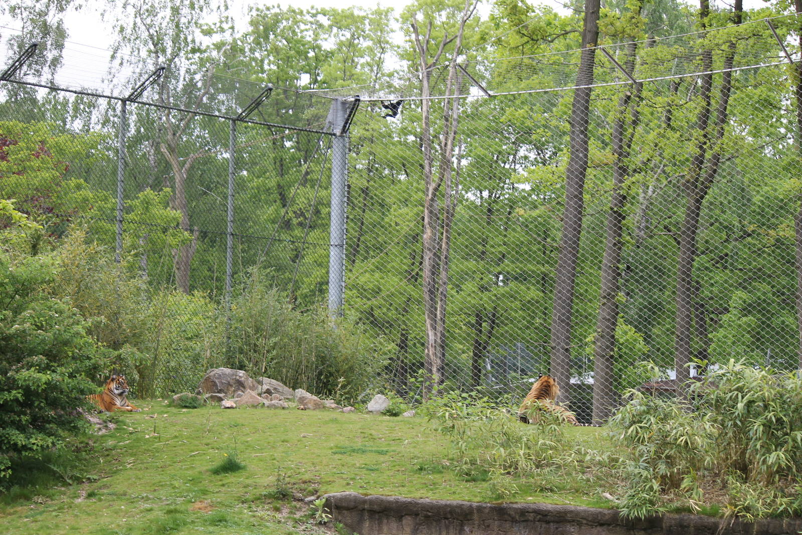 Sumatran tiger & siamang, Burgers' Rimba