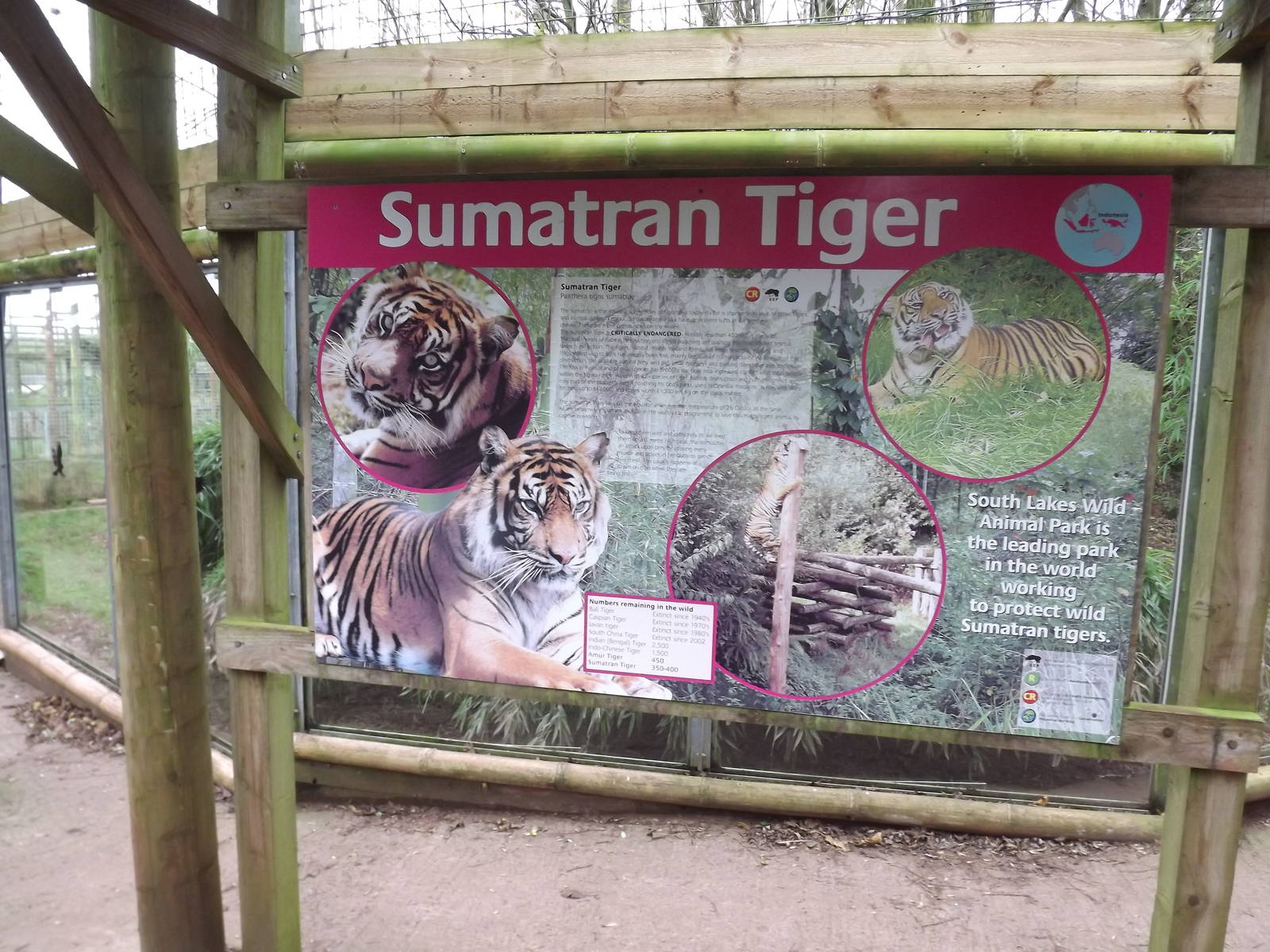 Sumatran tiger signage at South Lakes WAP 26/11/11