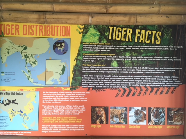 Sumatran tiger signage with erroneous facts @Fota wildlife park-22/5/2019