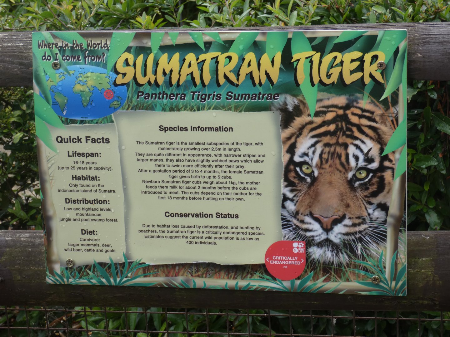 Sumatran Tiger signange