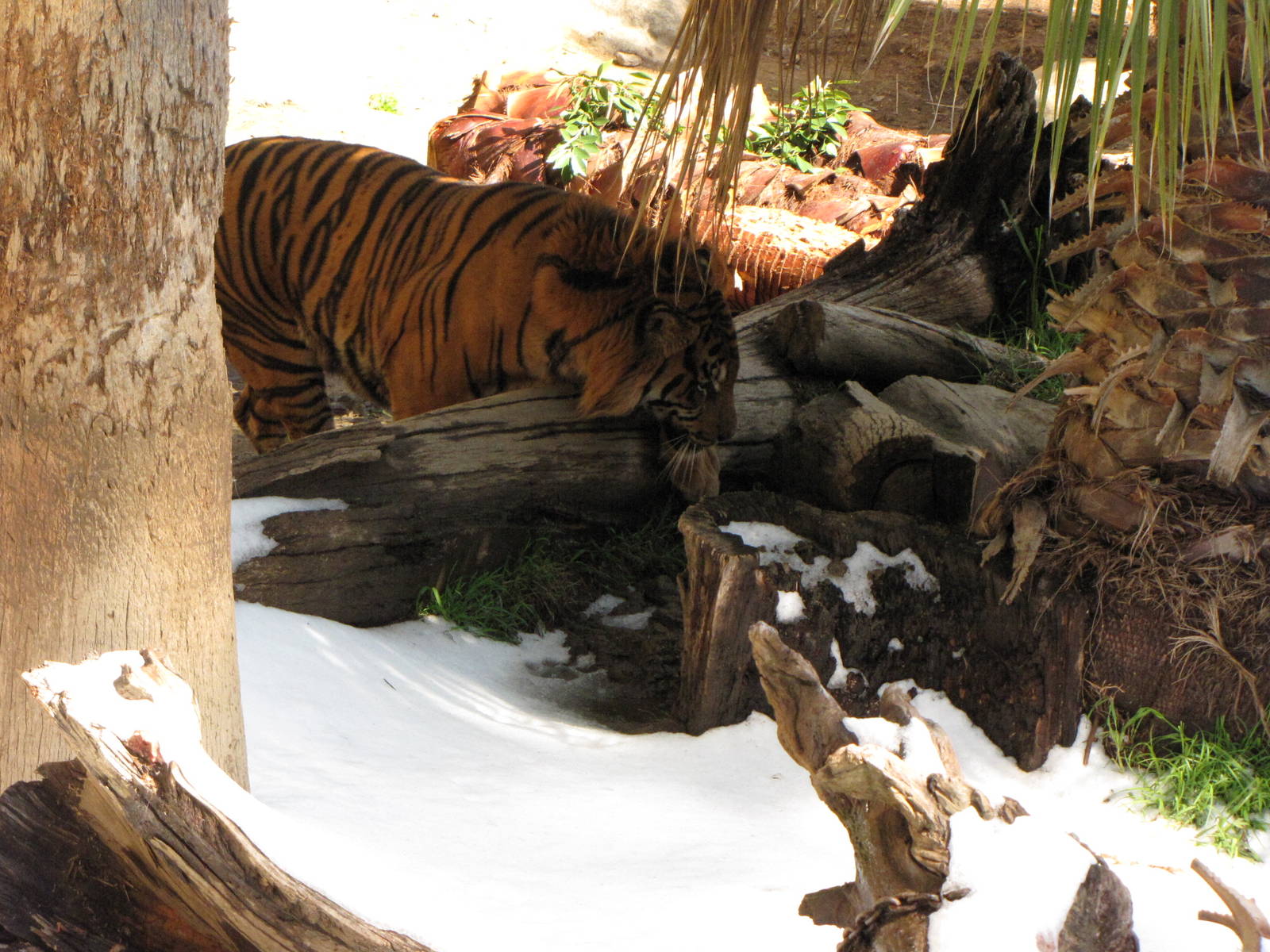 Sumatran Tiger: Snow Days, Day 2