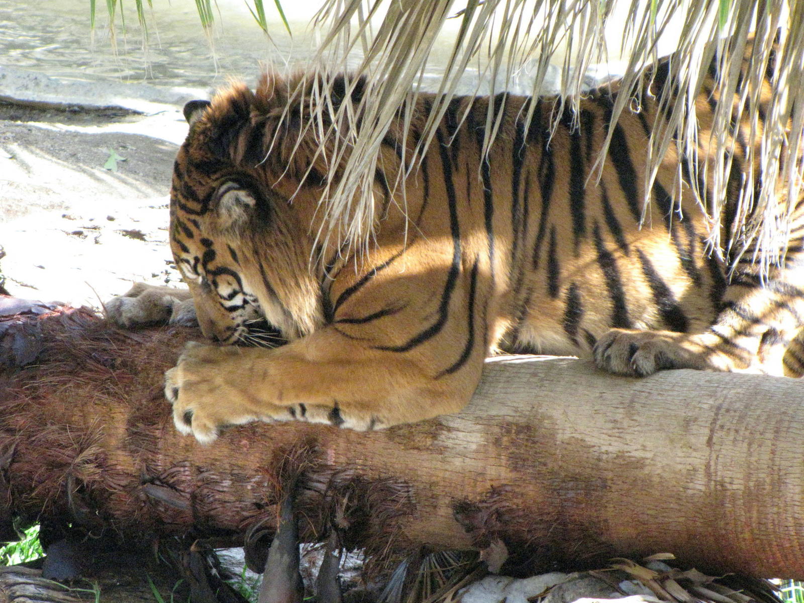 Sumatran Tiger: Snow Days, Day 2