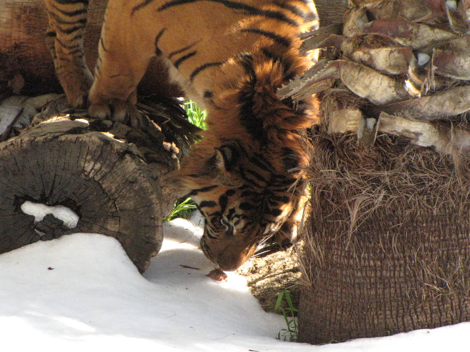 Sumatran Tiger: Snow Days, Day 2