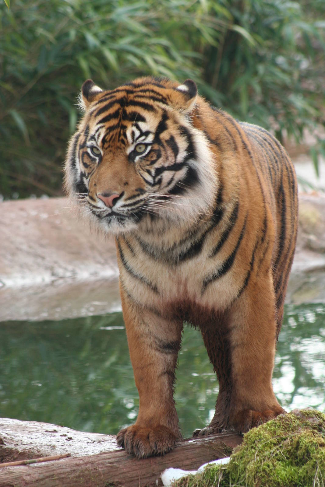 Sumatran tiger @ South Lakes 15.03.06