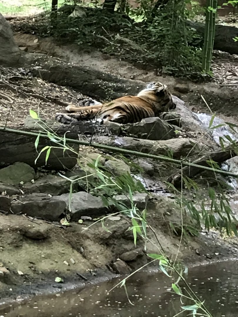 Sumatran tiger-Sparky