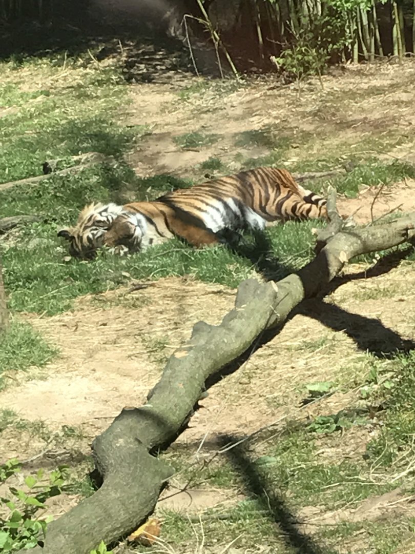 Sumatran tiger: Sparky