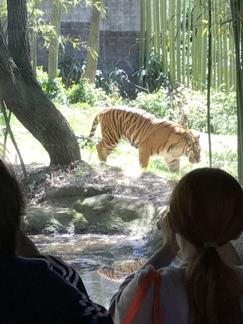 Sumatran tiger: Sparky