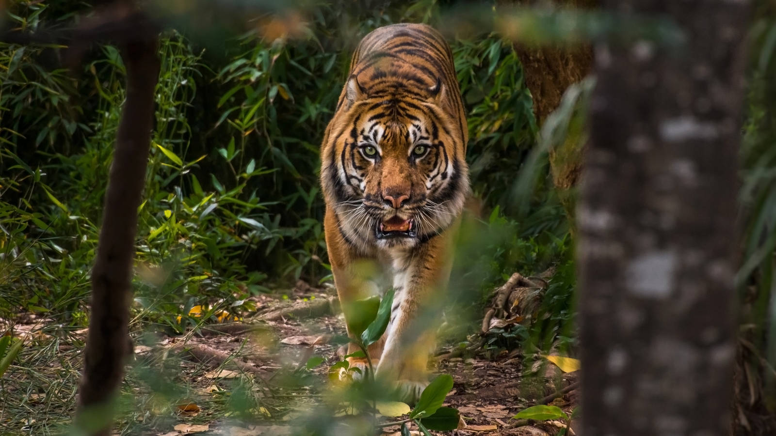 Sumatran Tiger stalking toward the humans