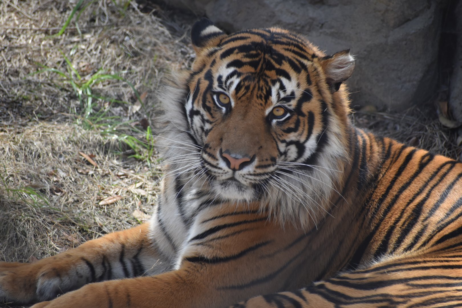 Sumatran Tiger Stare