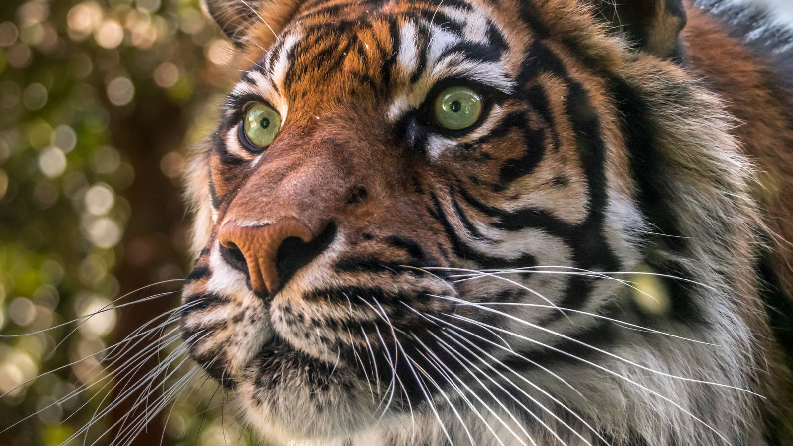 Sumatran Tiger staring down at assembled children
