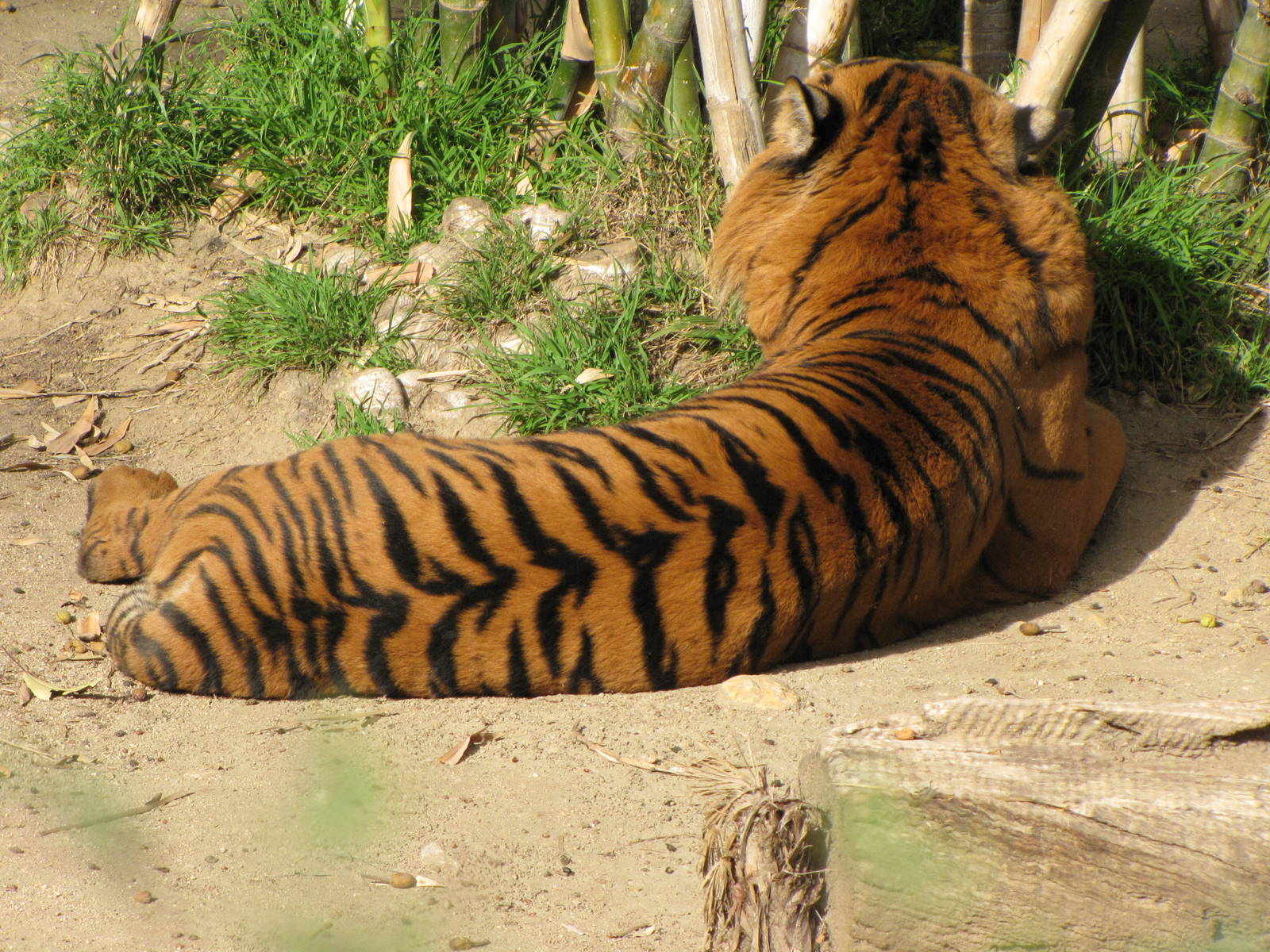 Sumatran Tiger Stripe Pattern