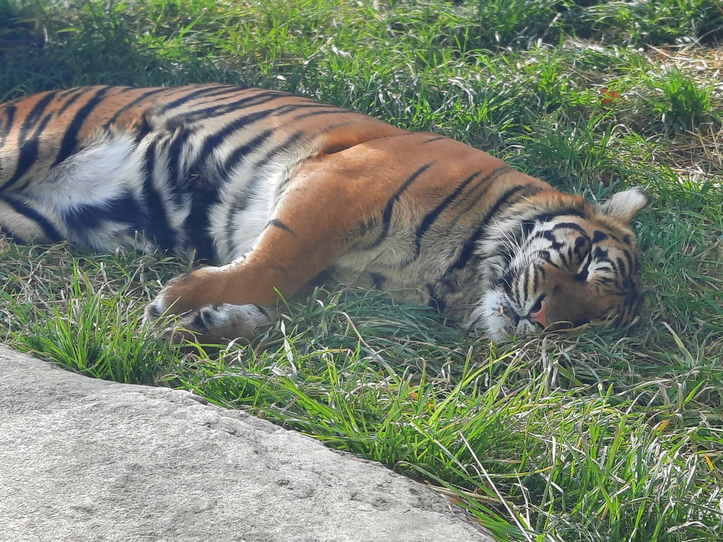 Sumatran Tiger - Sumini