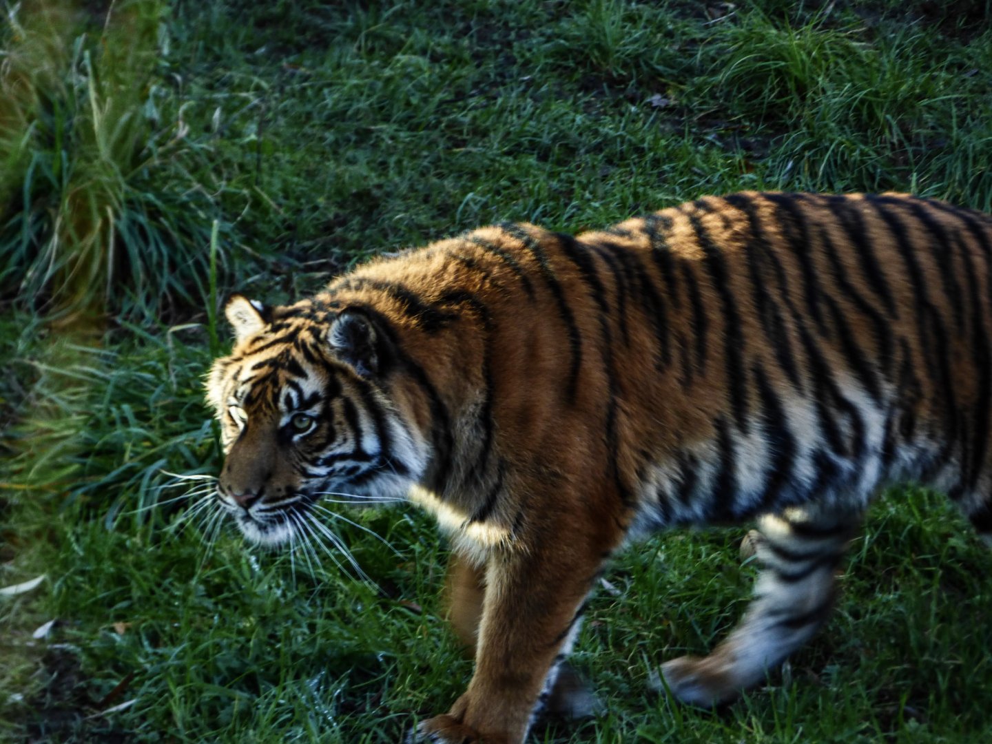 Sumatran Tiger 'Surya'