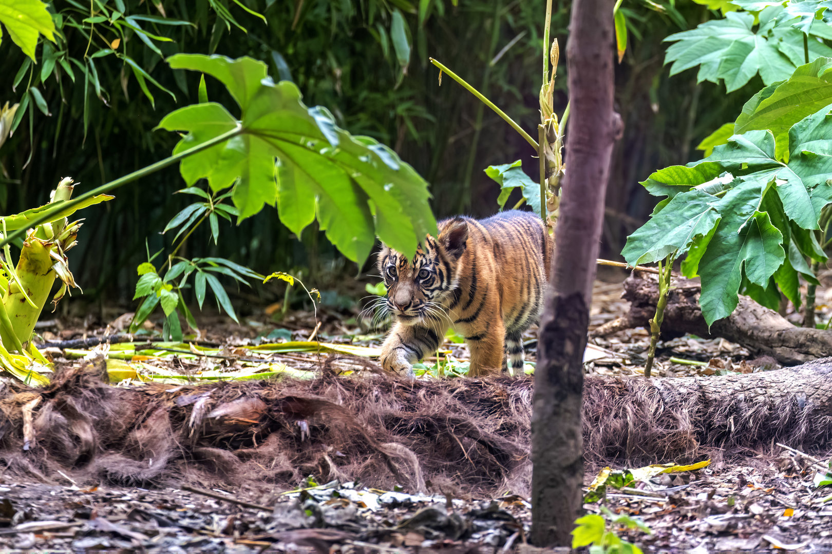 Sumatran tiger 'Susu'
