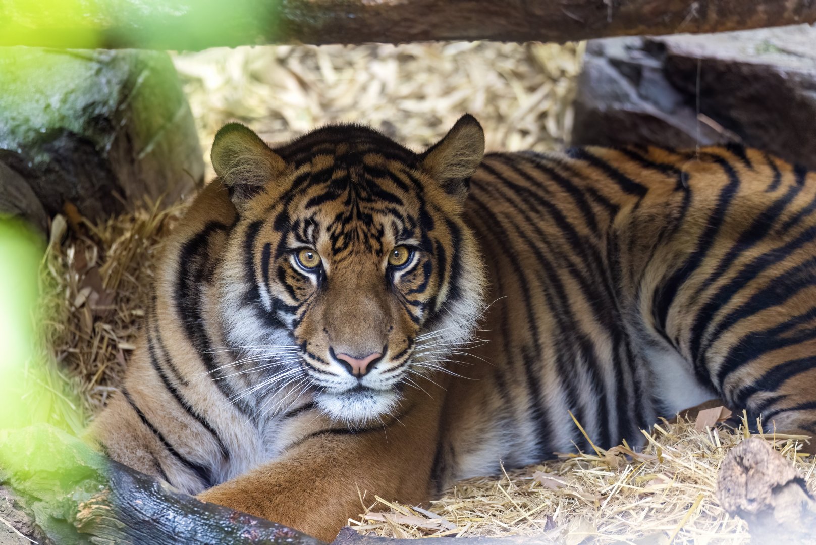 Sumatran tiger 'Susu'