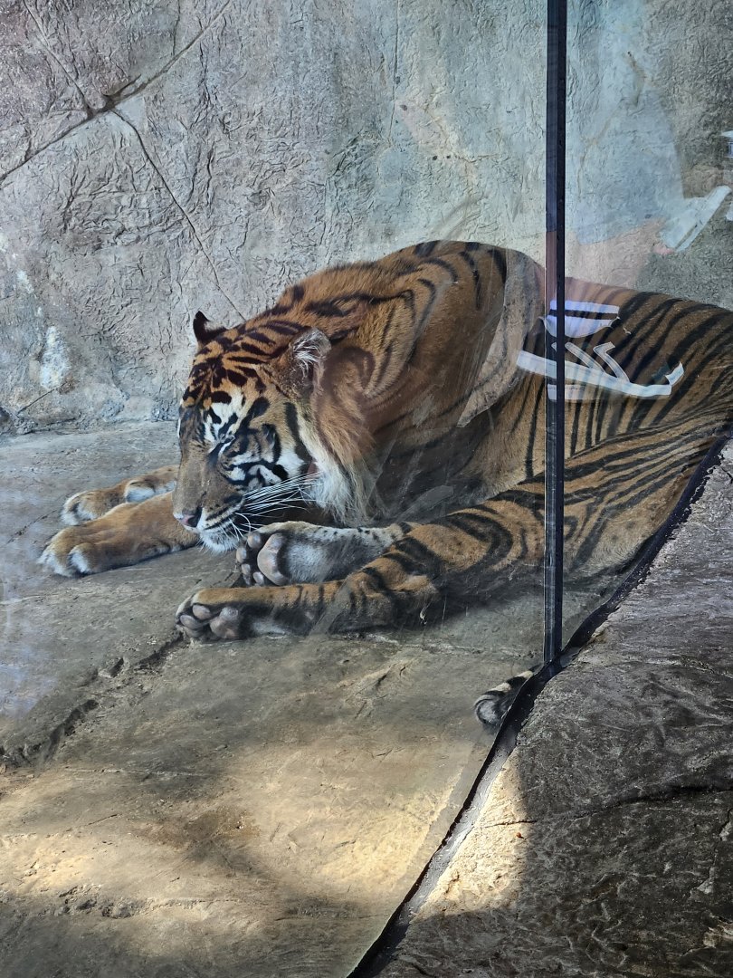 Sumatran tiger takes nap