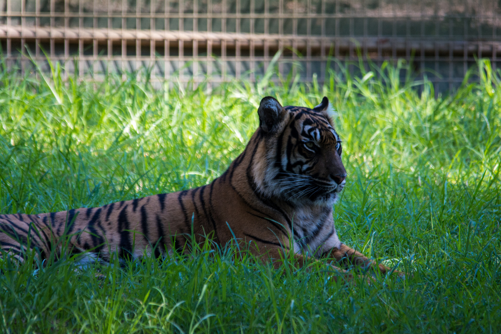 Sumatran Tiger - Taronga Western Plains Zoo visit April 2014