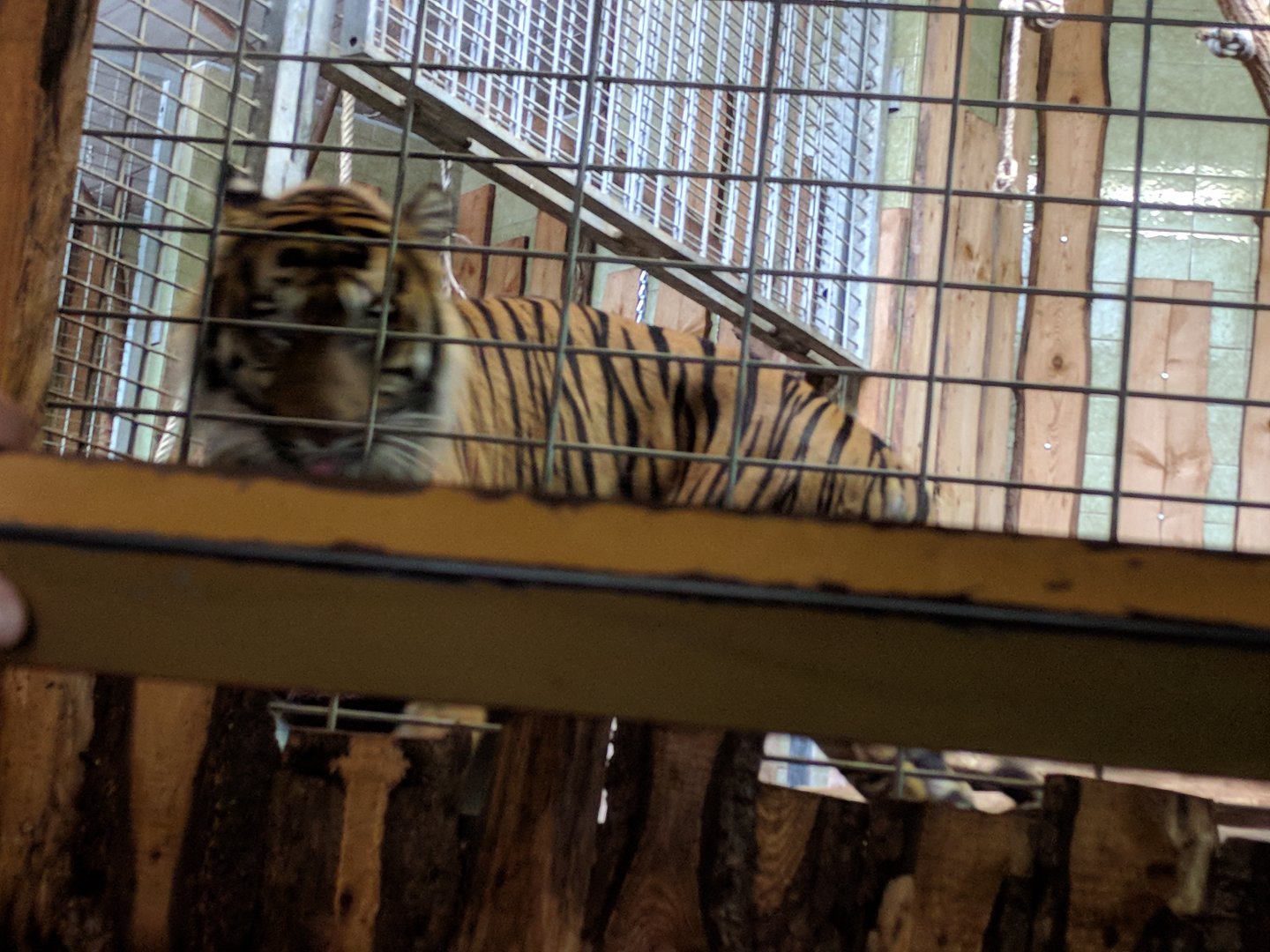 Sumatran Tiger Tebo
