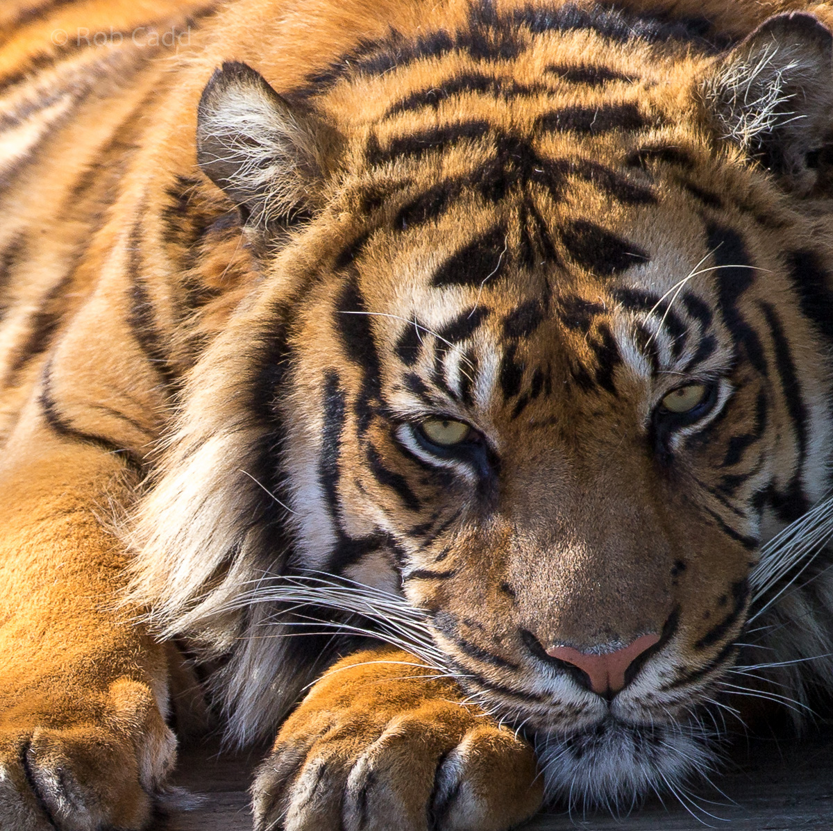 Sumatran tiger : Thrigby Hall : 25 Mar 2016