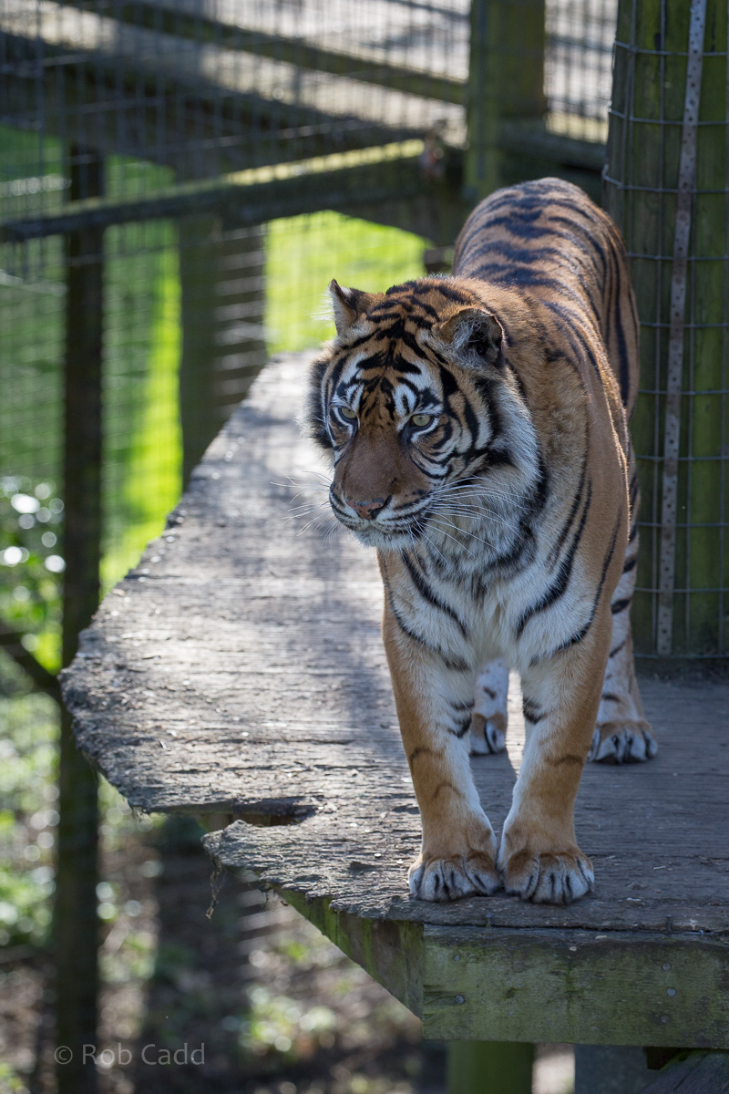 Sumatran tiger : Thrigby Hall : 25 Mar 2016