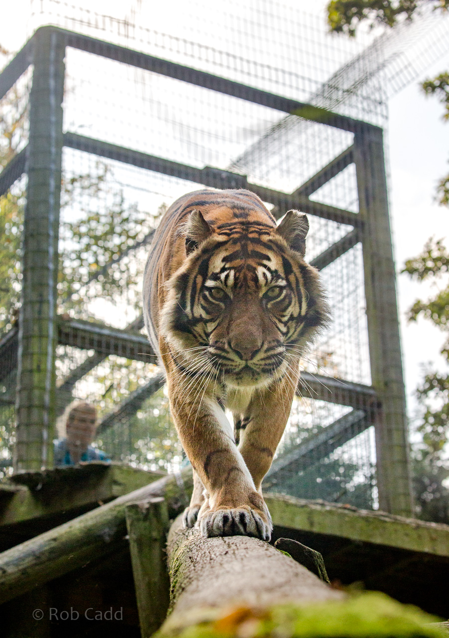 Sumatran tiger : Thrigby Hall : 26 Sep 2017