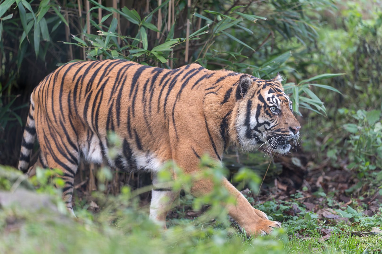 Sumatran tiger, Thrigby Hall, UK