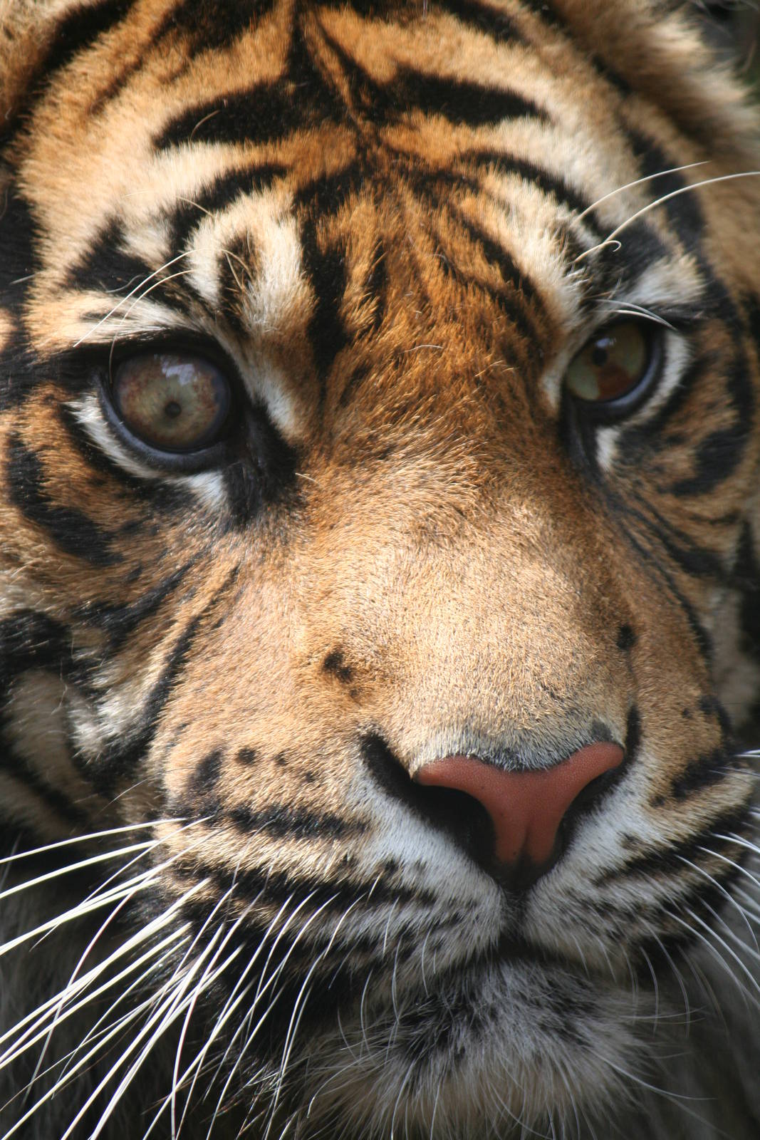 Sumatran Tiger - Tibor