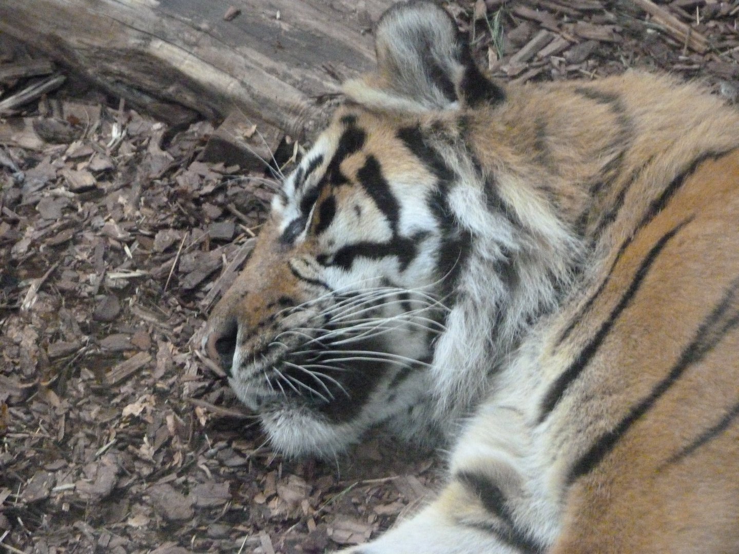 Sumatran tiger -Tierpark Berlin (2024)