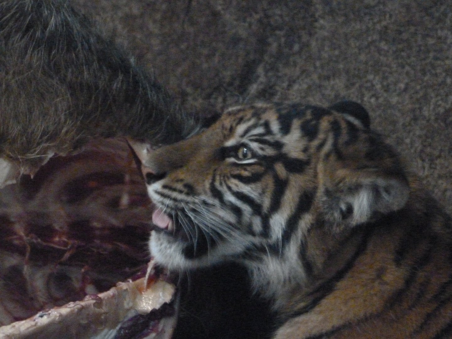 Sumatran tiger -Tierpark Berlin (2024)