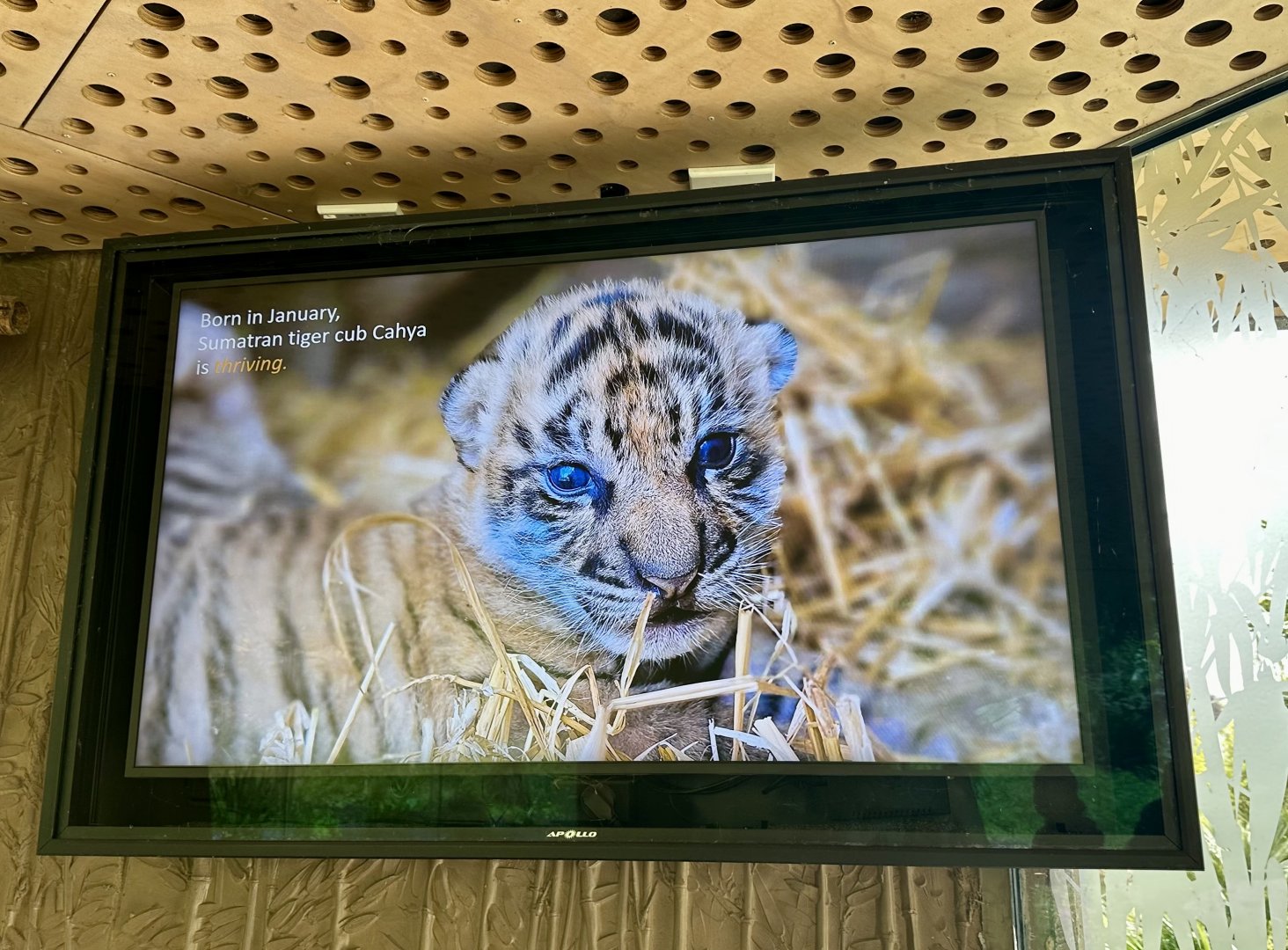 Sumatran Tiger TV Screen