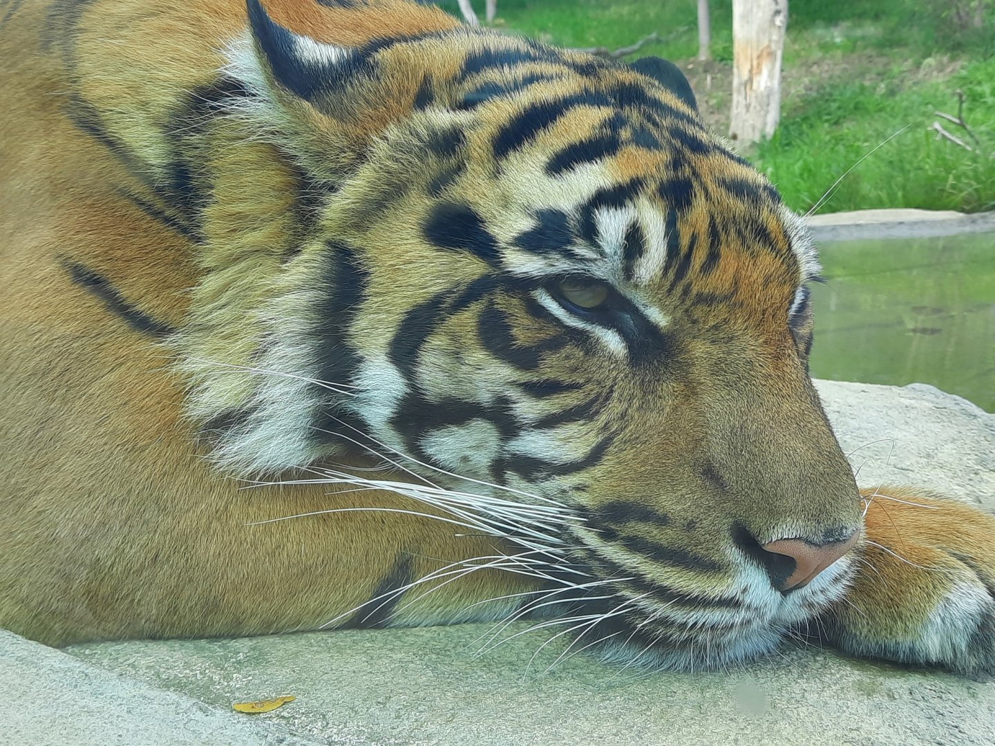 Sumatran Tiger Up Close