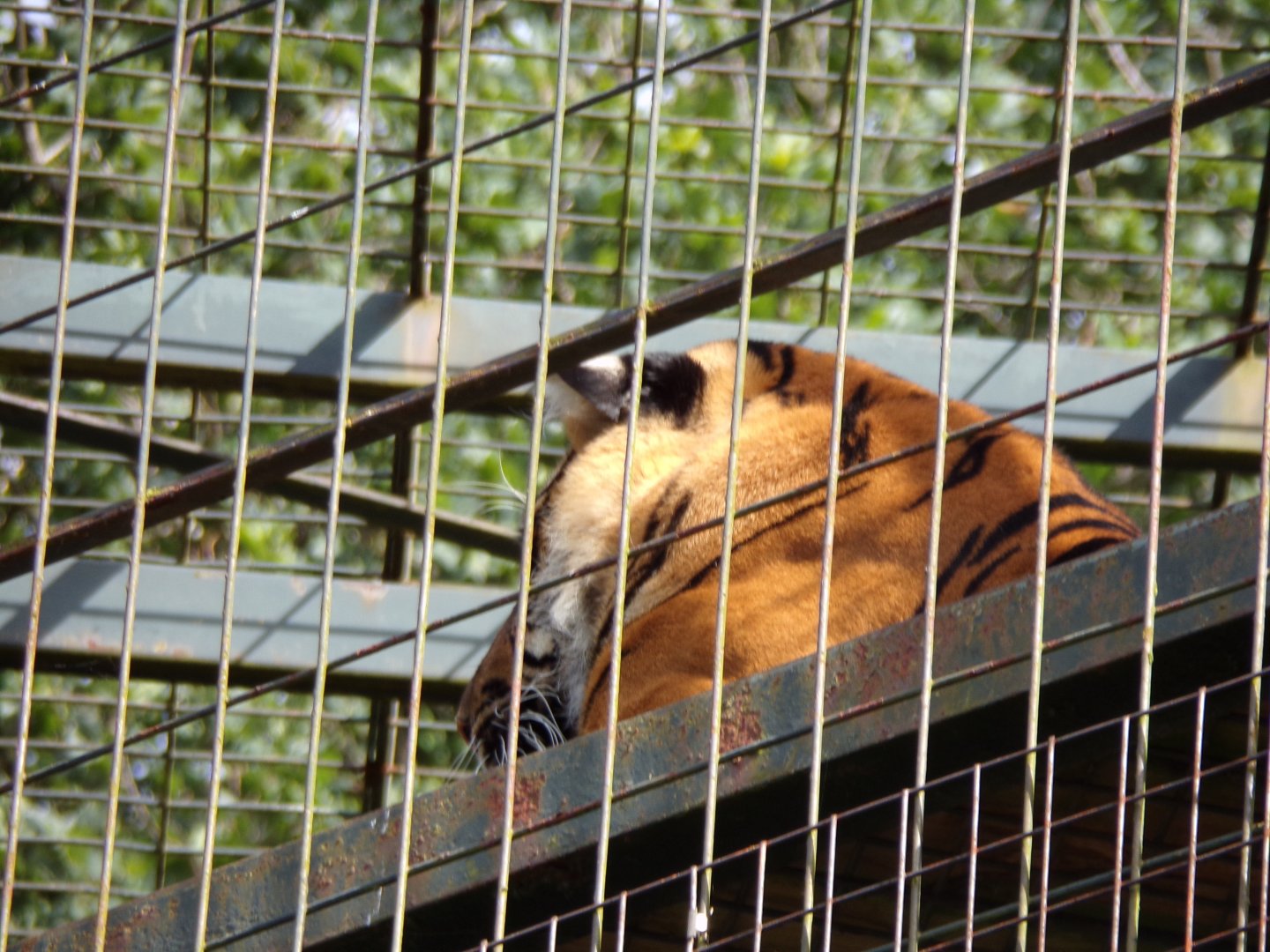 Sumatran tiger up high 19.7.23