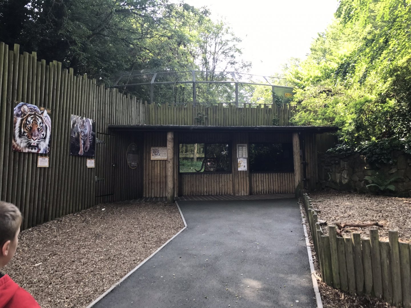 Sumatran tiger viewing area 230619