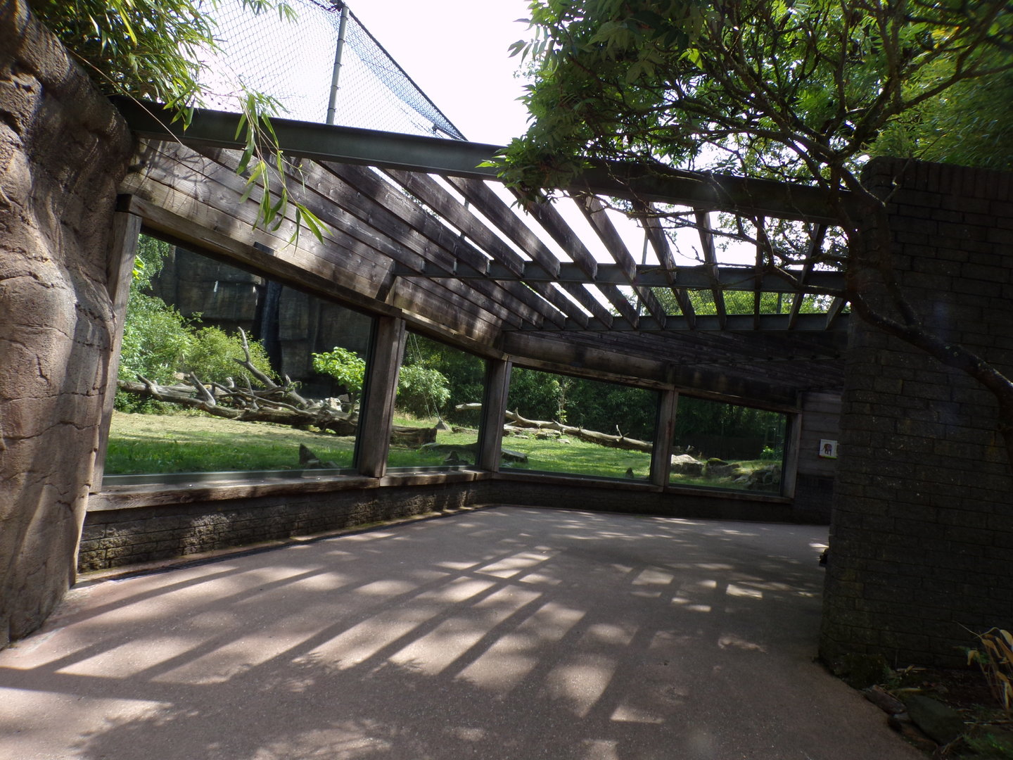 Sumatran tiger viewing area 6.7.23