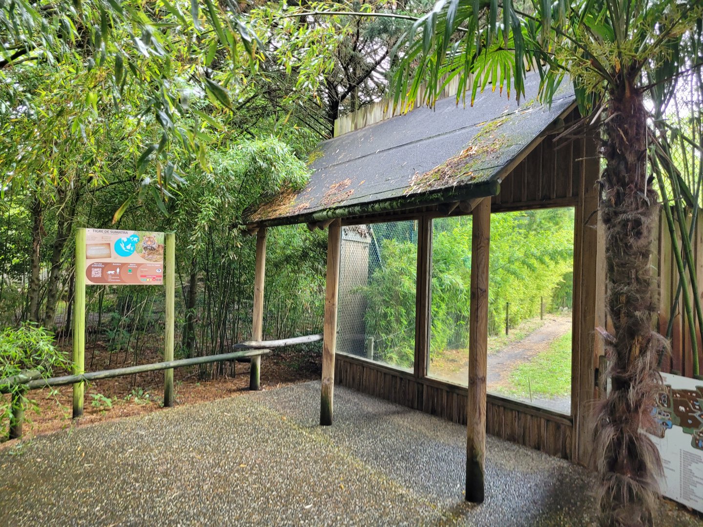 Sumatran tiger viewing area -Zoo du bassin d'Arcachon (2024)