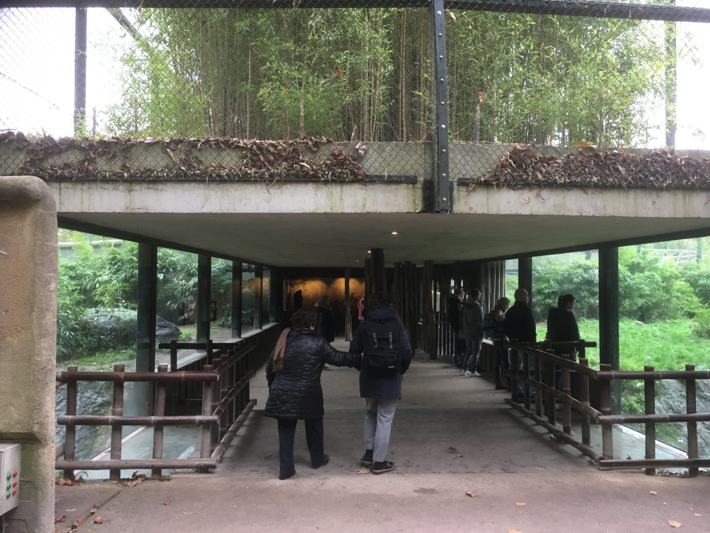 Sumatran tiger viewing area