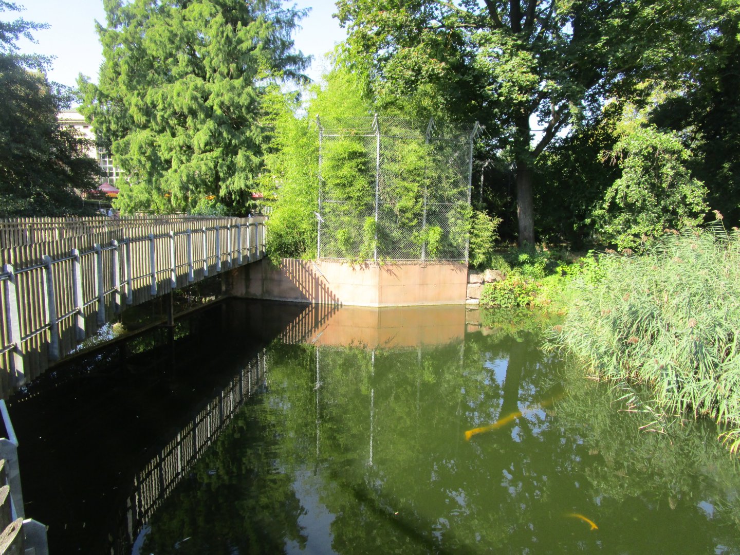 Sumatran Tiger Viewing